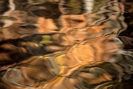 Abstract;Abstraction;Bronze;Brown;Calm;Copper;Gold;Great-Smoky-Mountains;Great-S